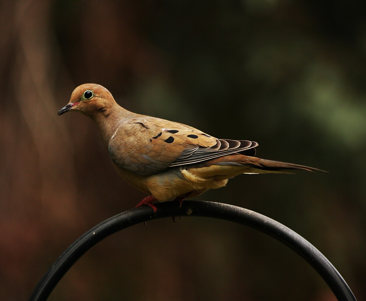 Mourning dove English