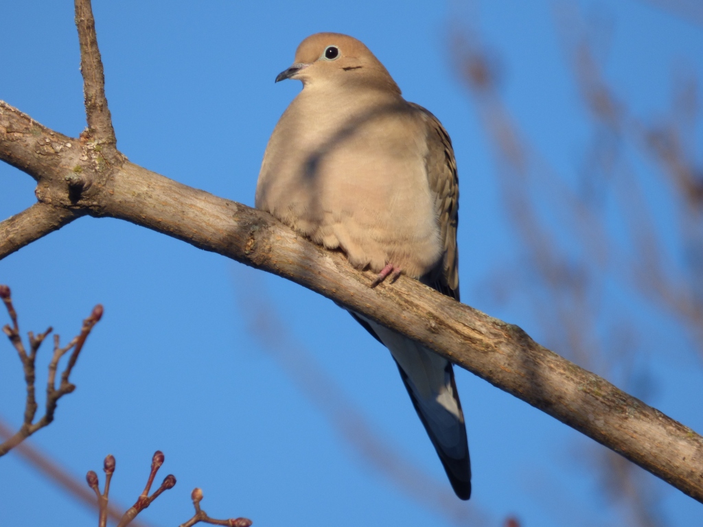 Doves of New York 4 Species to Know