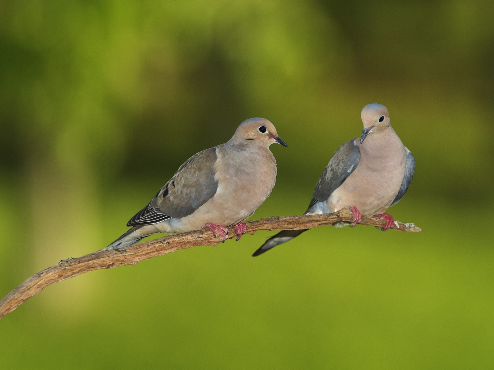 Animal Dove Wallpaper