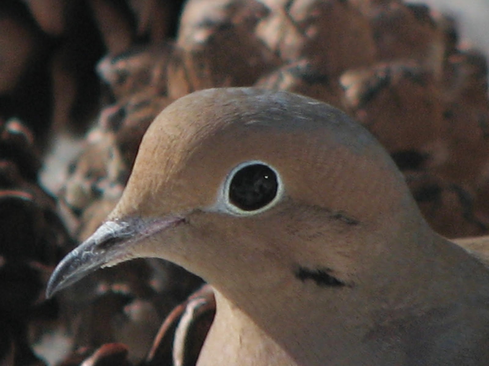 Mourning Dove photo