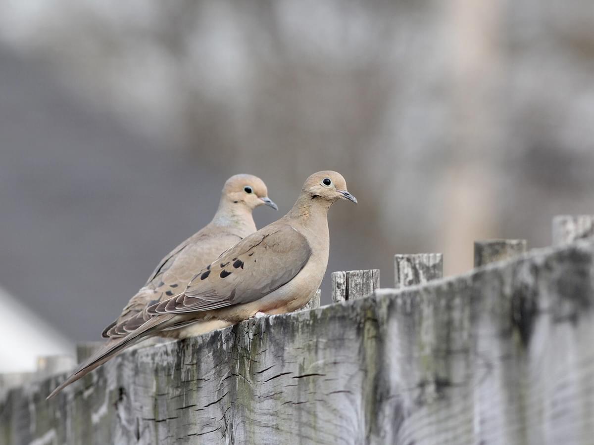 Do Mourning Doves Mate For Life
