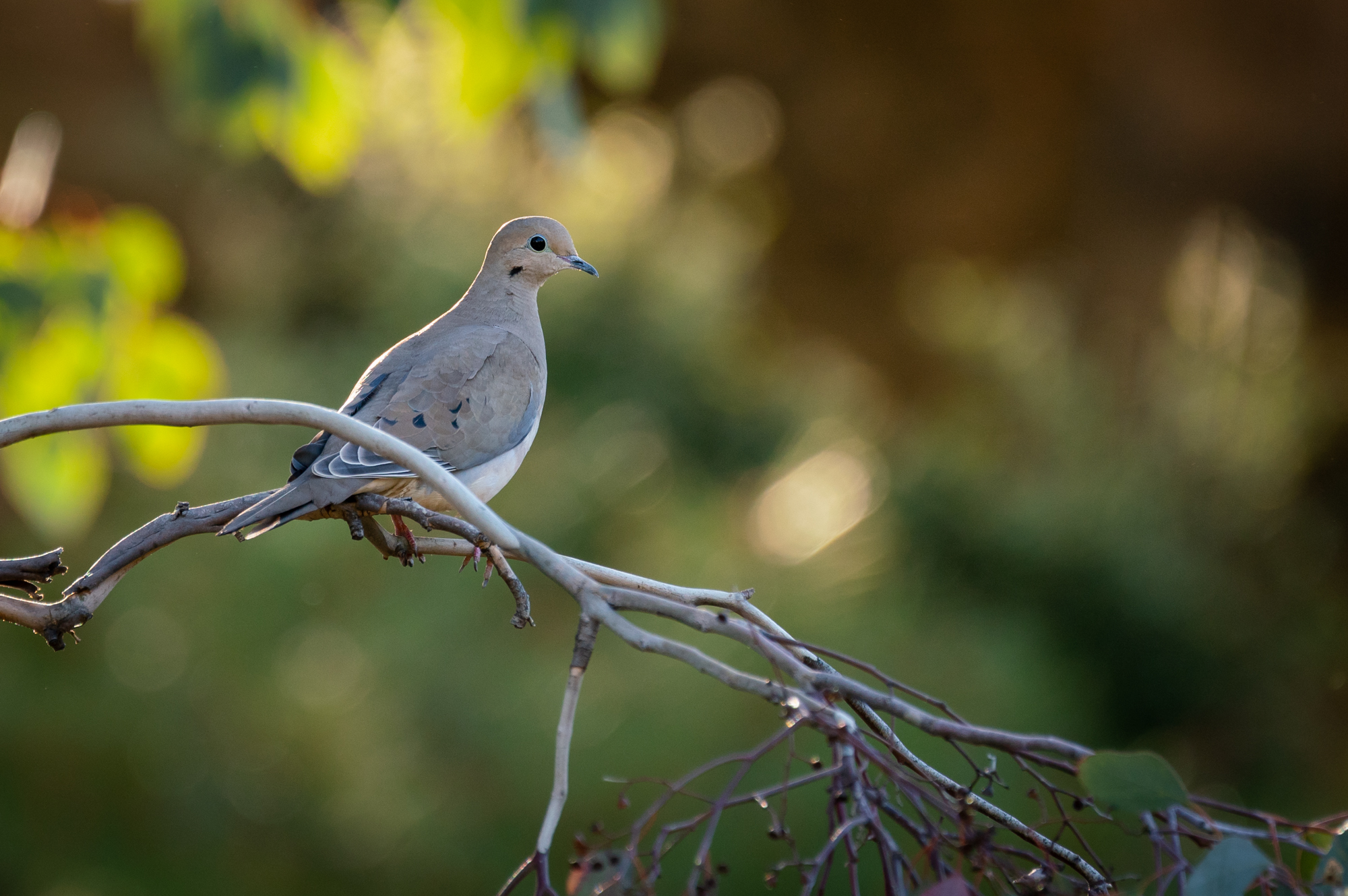Mourning Dove