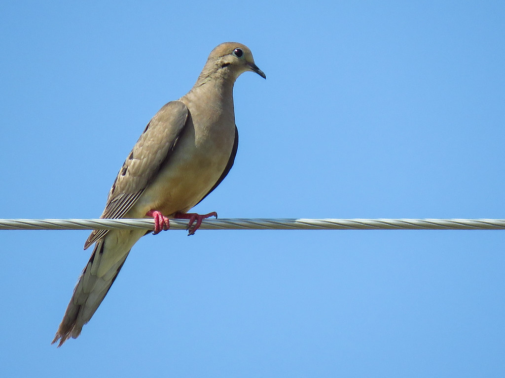 Mourning Dove / Zenaida macroura