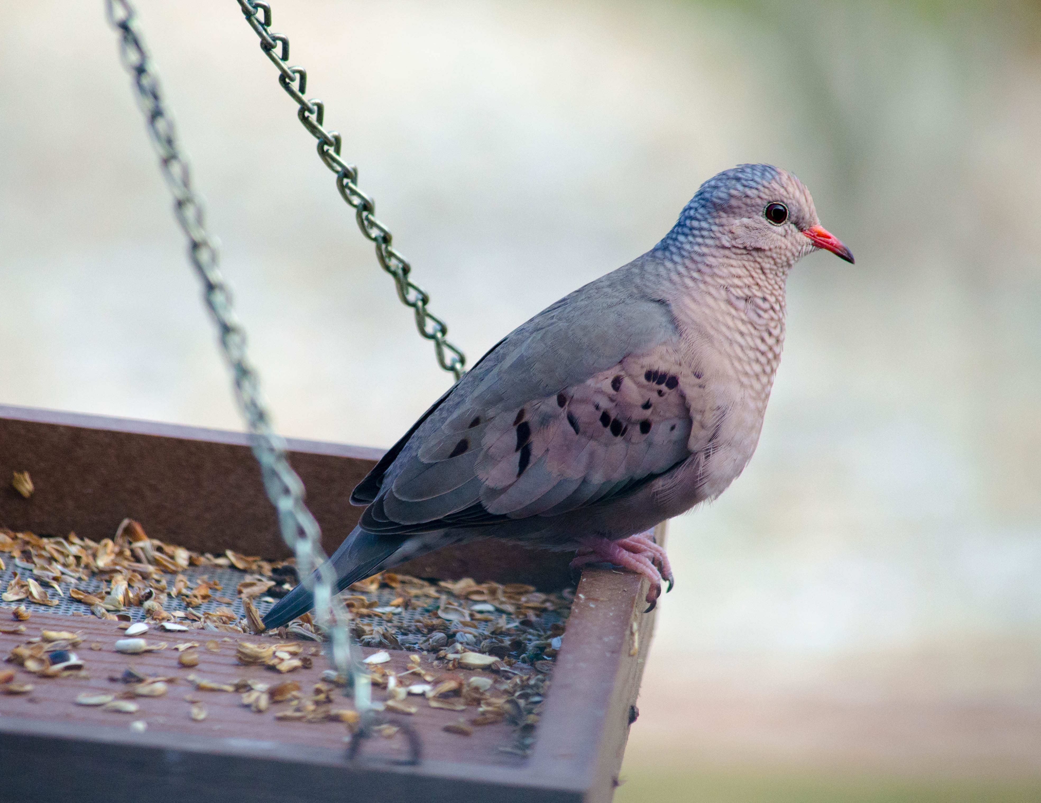 Juvenile Mourning Dove in The Villages