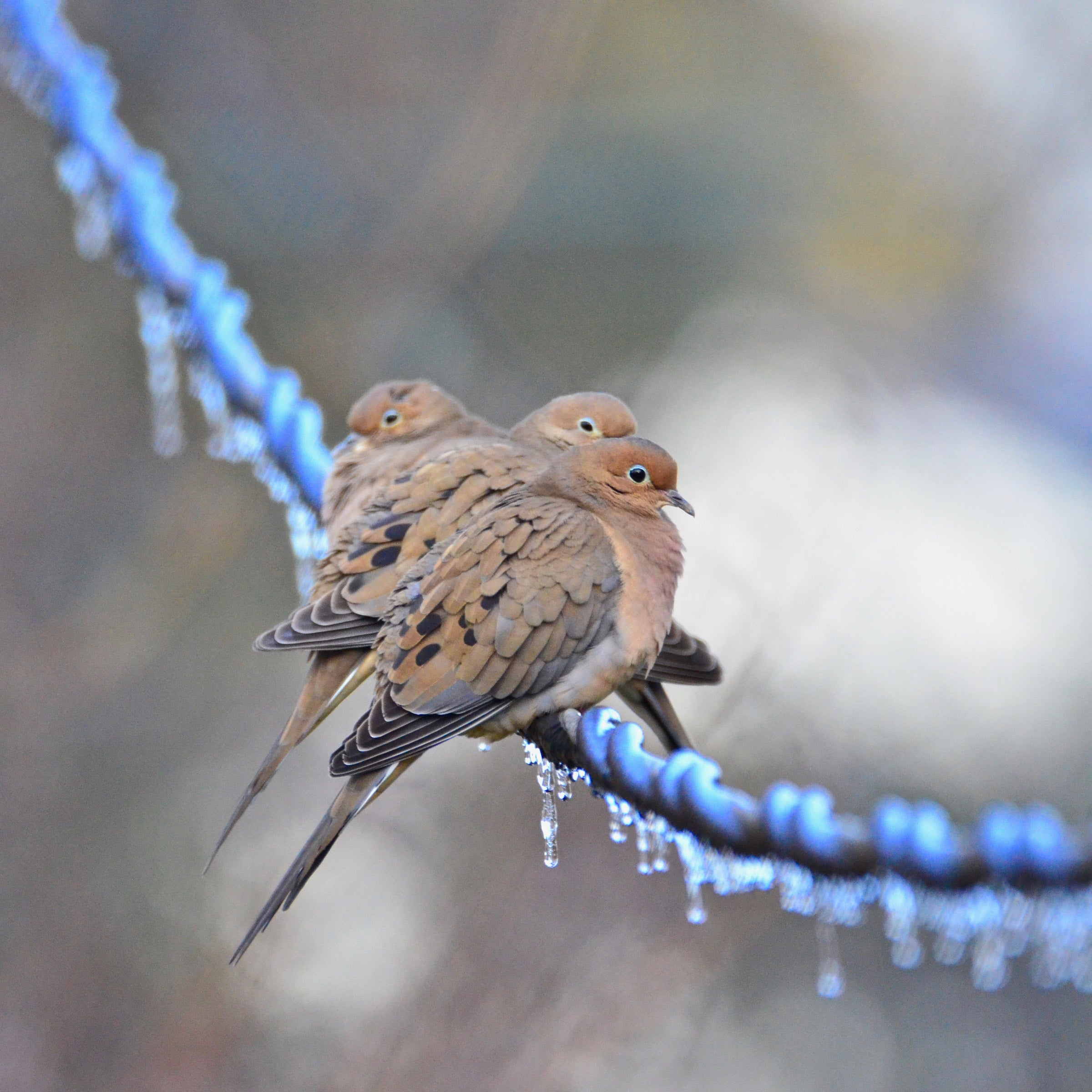 Mourning Dove. Audubon Field Guide