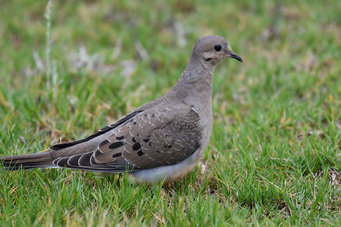 A Mourning Dove on the Grass · Free