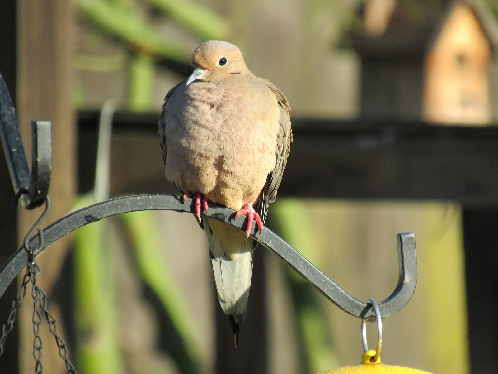 In Praise of the Ordinary: Mourning Doves