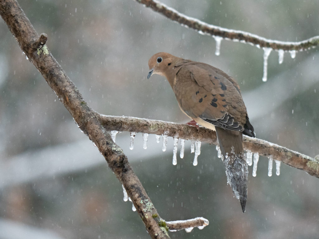 Mourning Dove After an Ice Storm