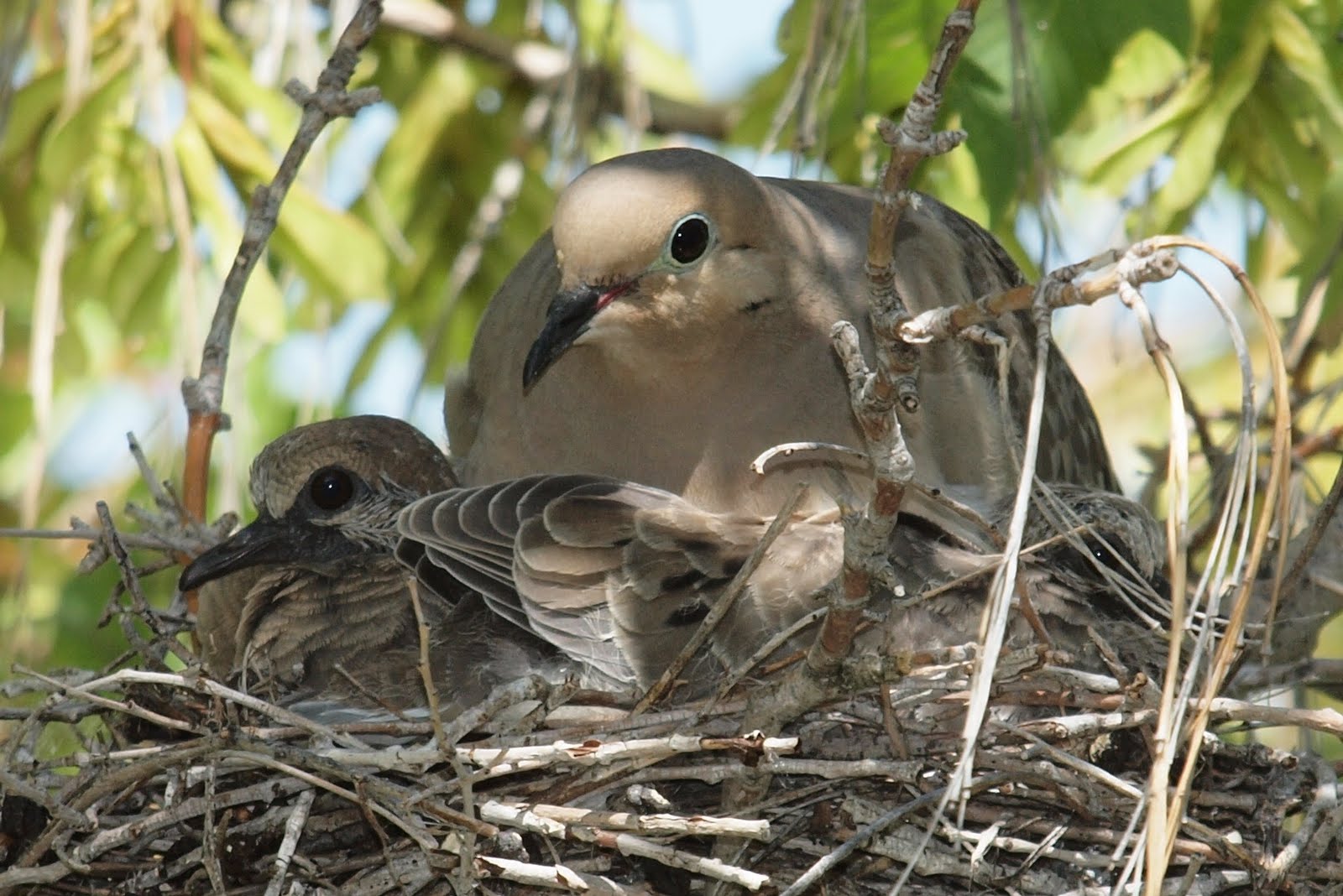 Birding Is Fun!: Mourning Dove Momma