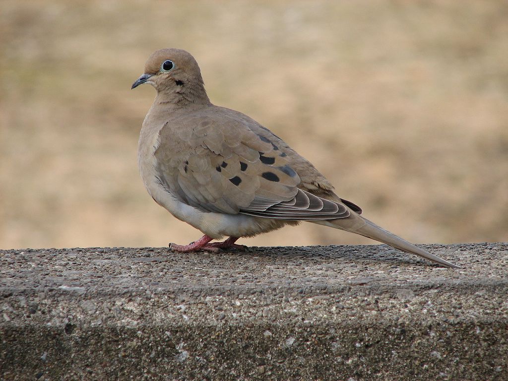 Mourning Dove Image