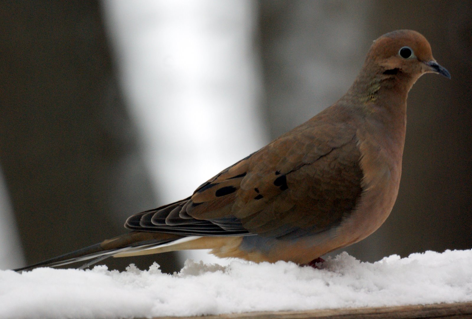 NJ Bird Photo: Birds of New Jersey