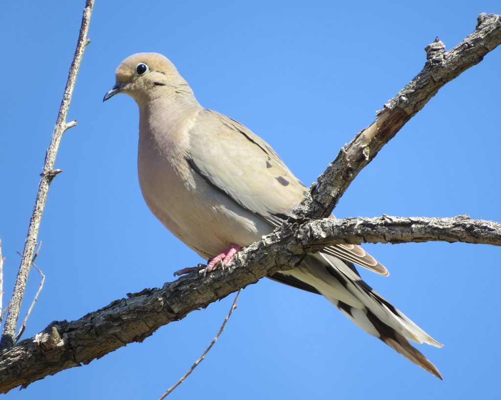 Mourning Dove Birds of Overton Park