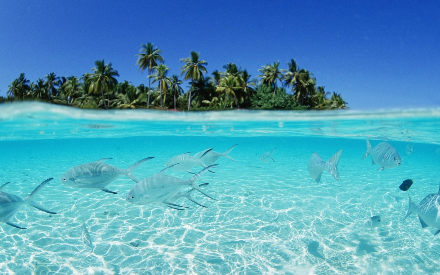 Maldives Beach Wallpaper 1920x1080