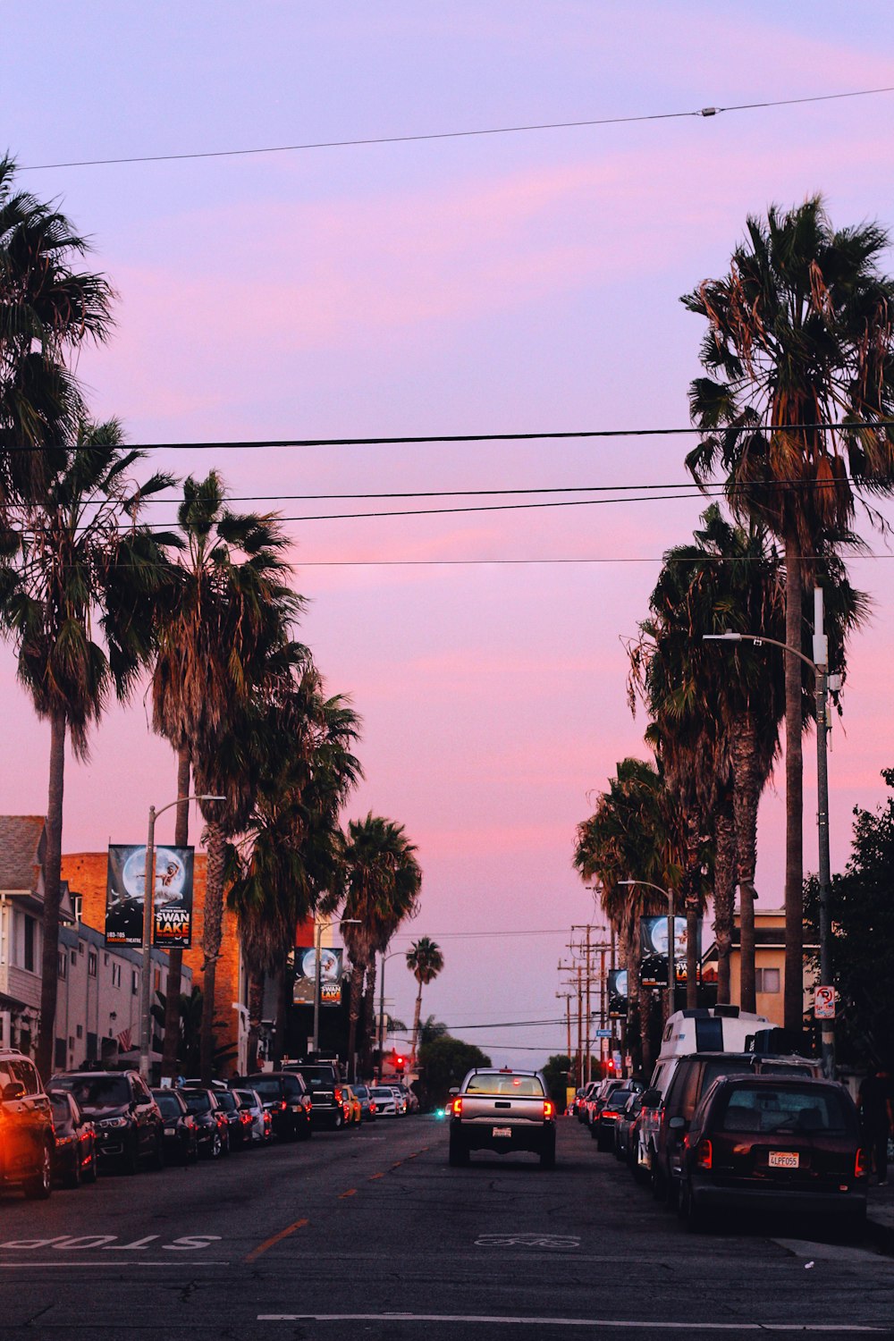 Palm trees photo