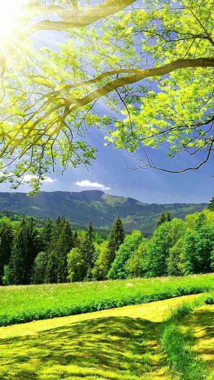 picture of spring, mountain landscape