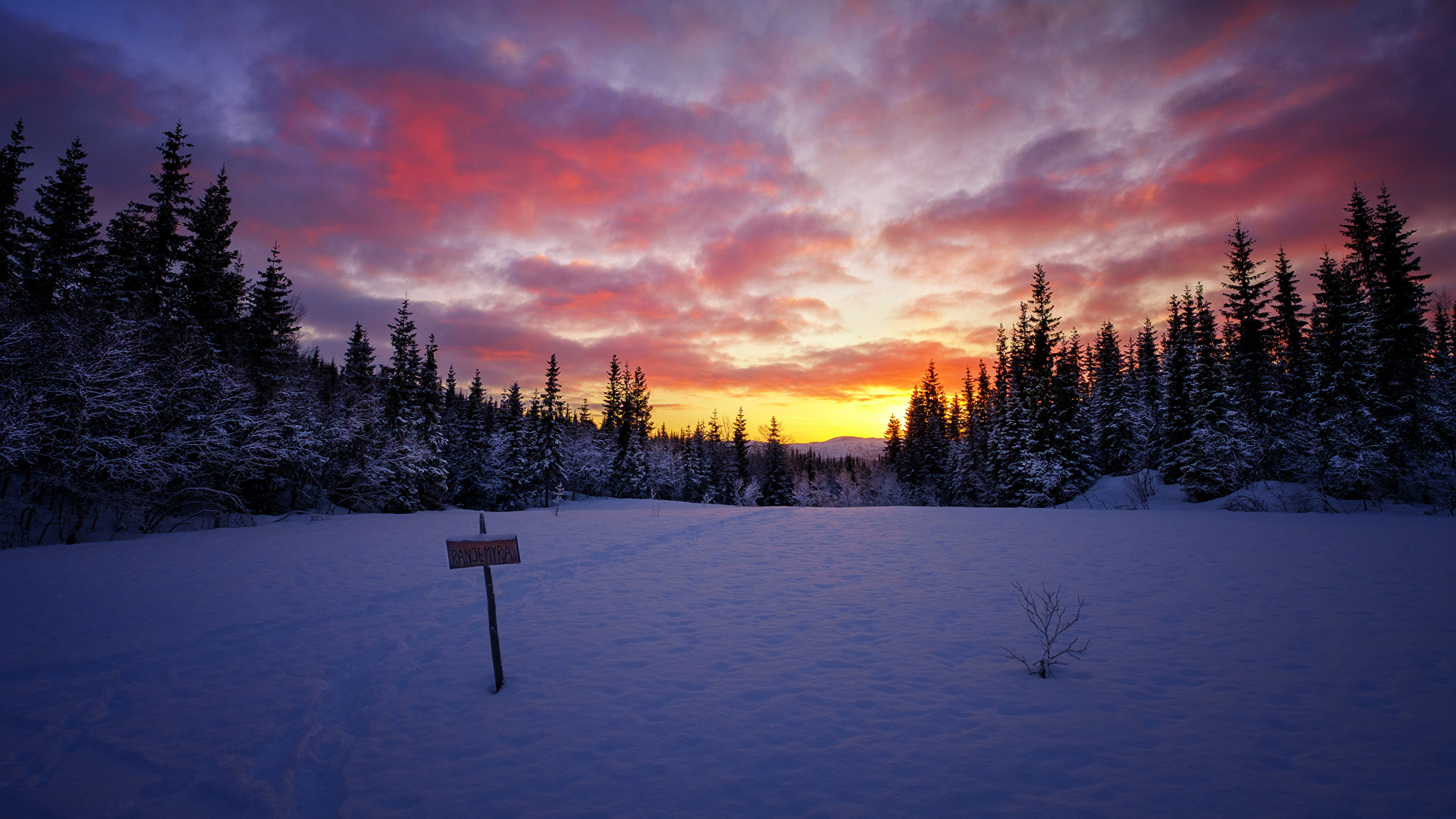 Winter Nature Sky Snow forest Sunrises