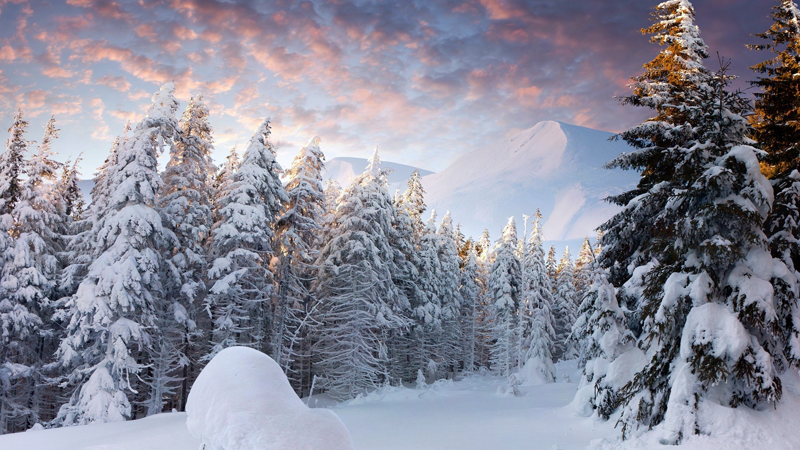 Snow forest Sunrises and sunsets 2560x1440