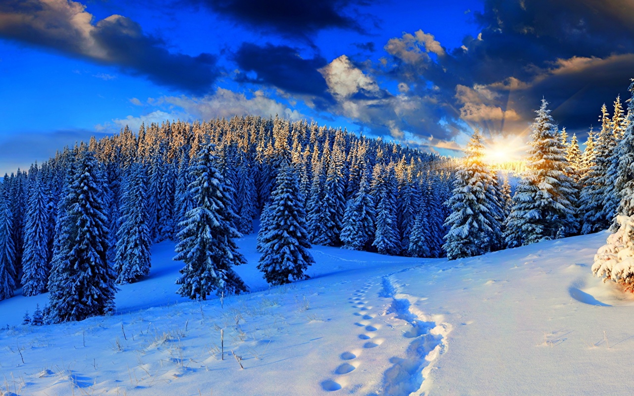 light Winter Spruce Nature Snow Forests