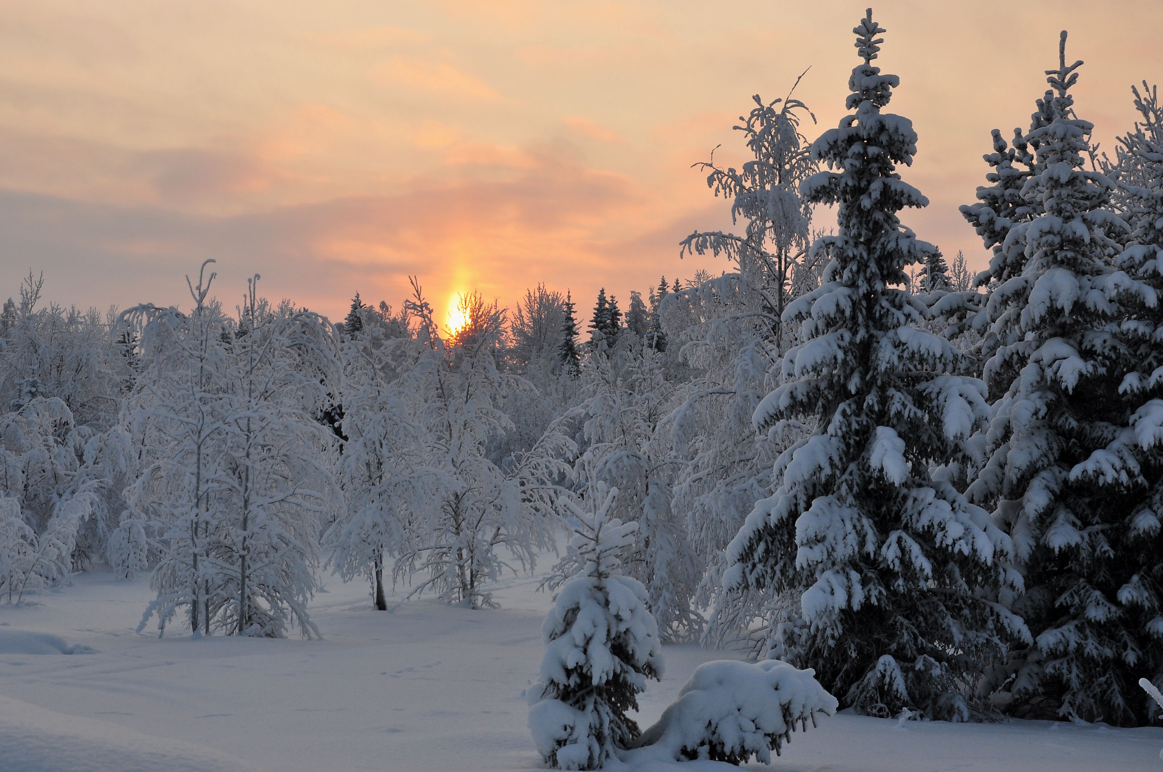 Sunset winter forest trees landscape
