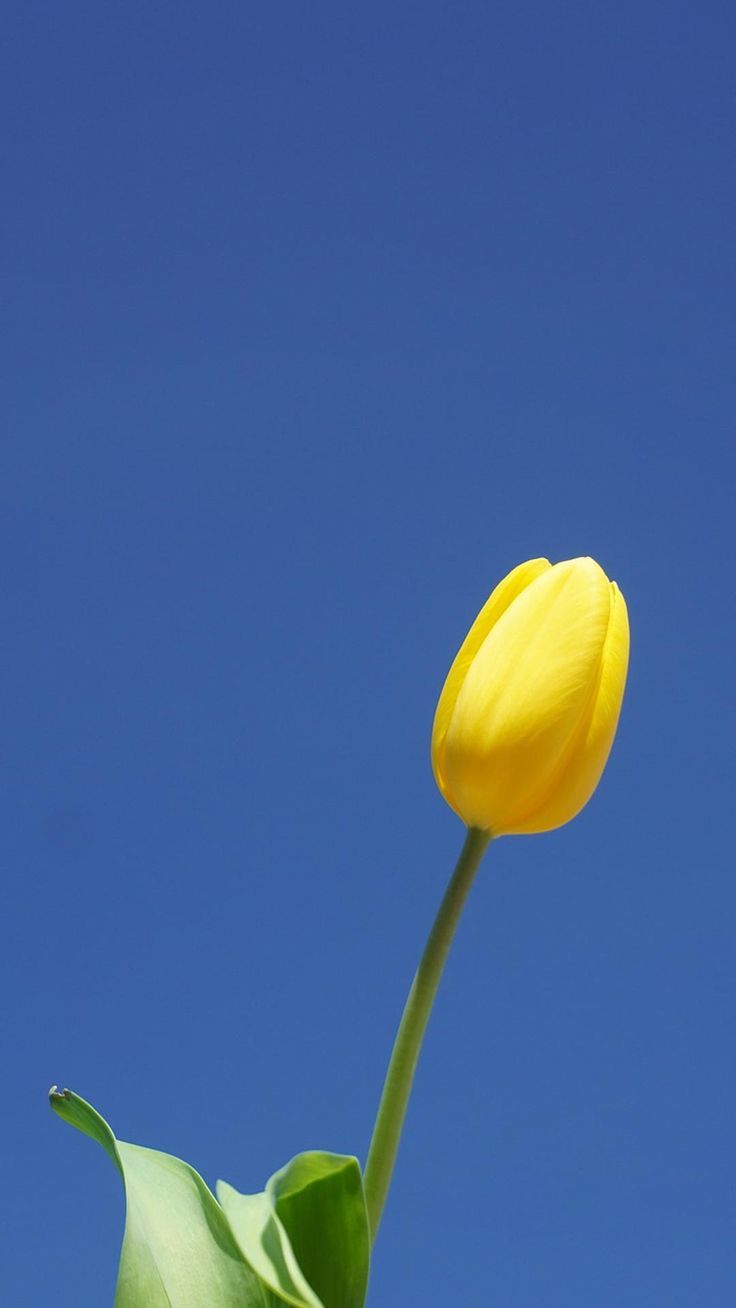 Flower iPhone wallpaper HD floral