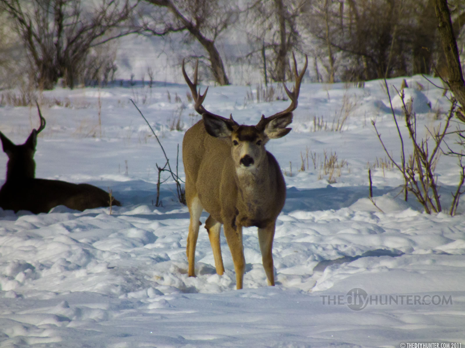 Computer Desktop Wallpaper Hunting