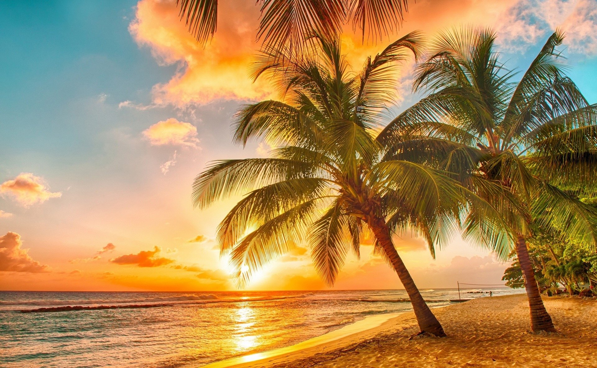 Beach palm trees tropical sunset