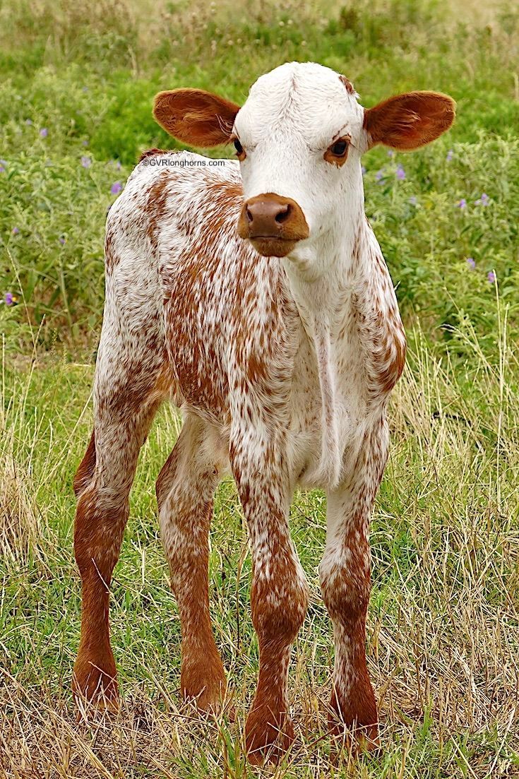 Texas longhorn calf. Cute baby cow