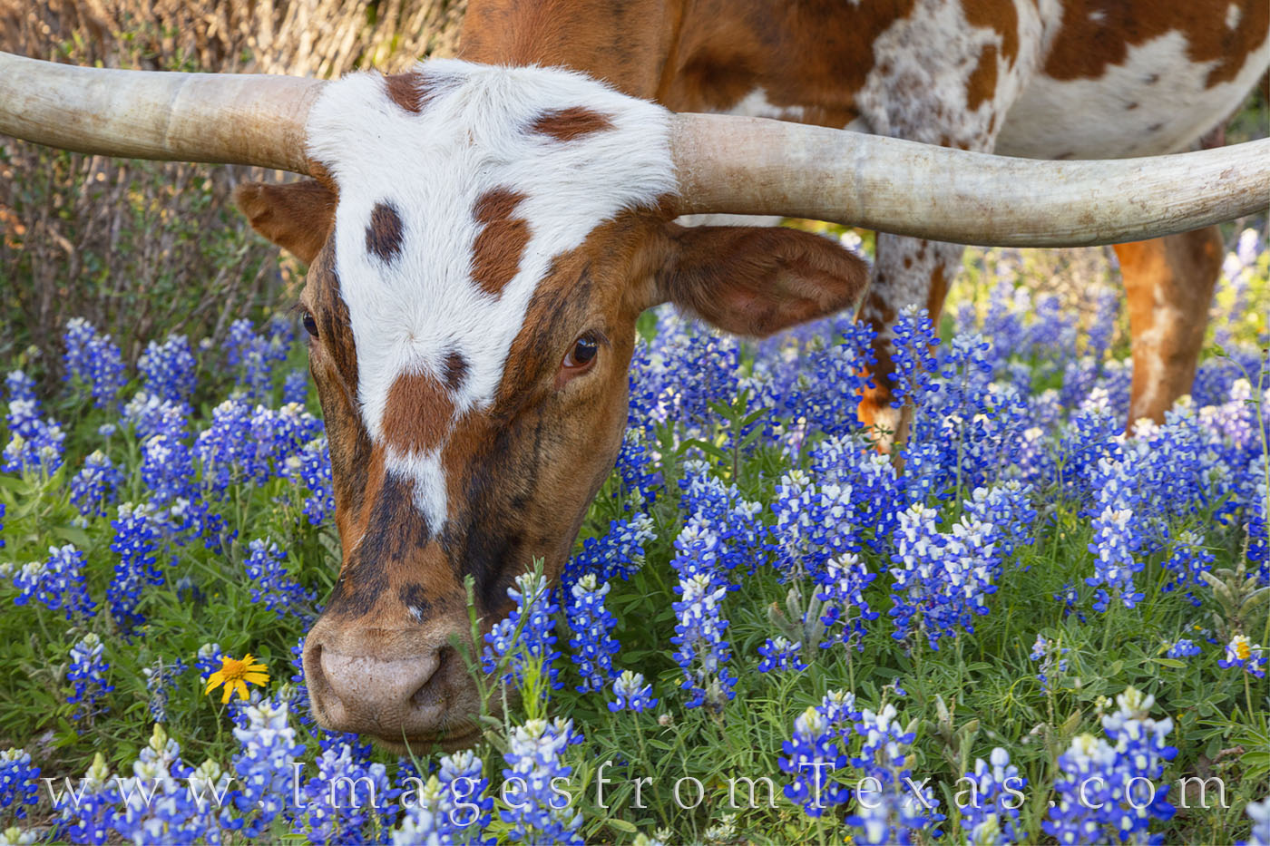 Texas Longhorns Image and Prints