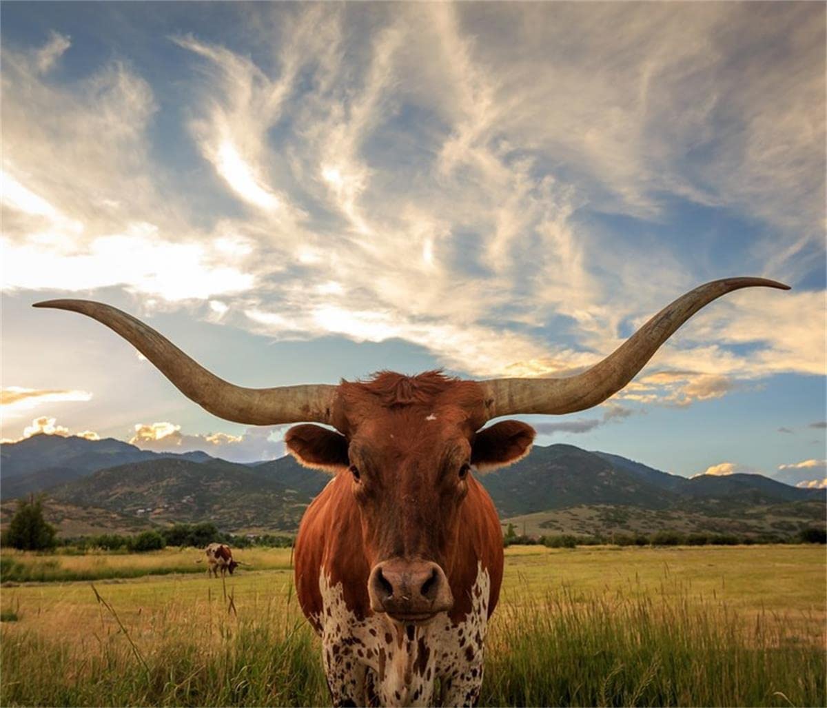 Longhorn Cow DIY 5D Diamond Painting