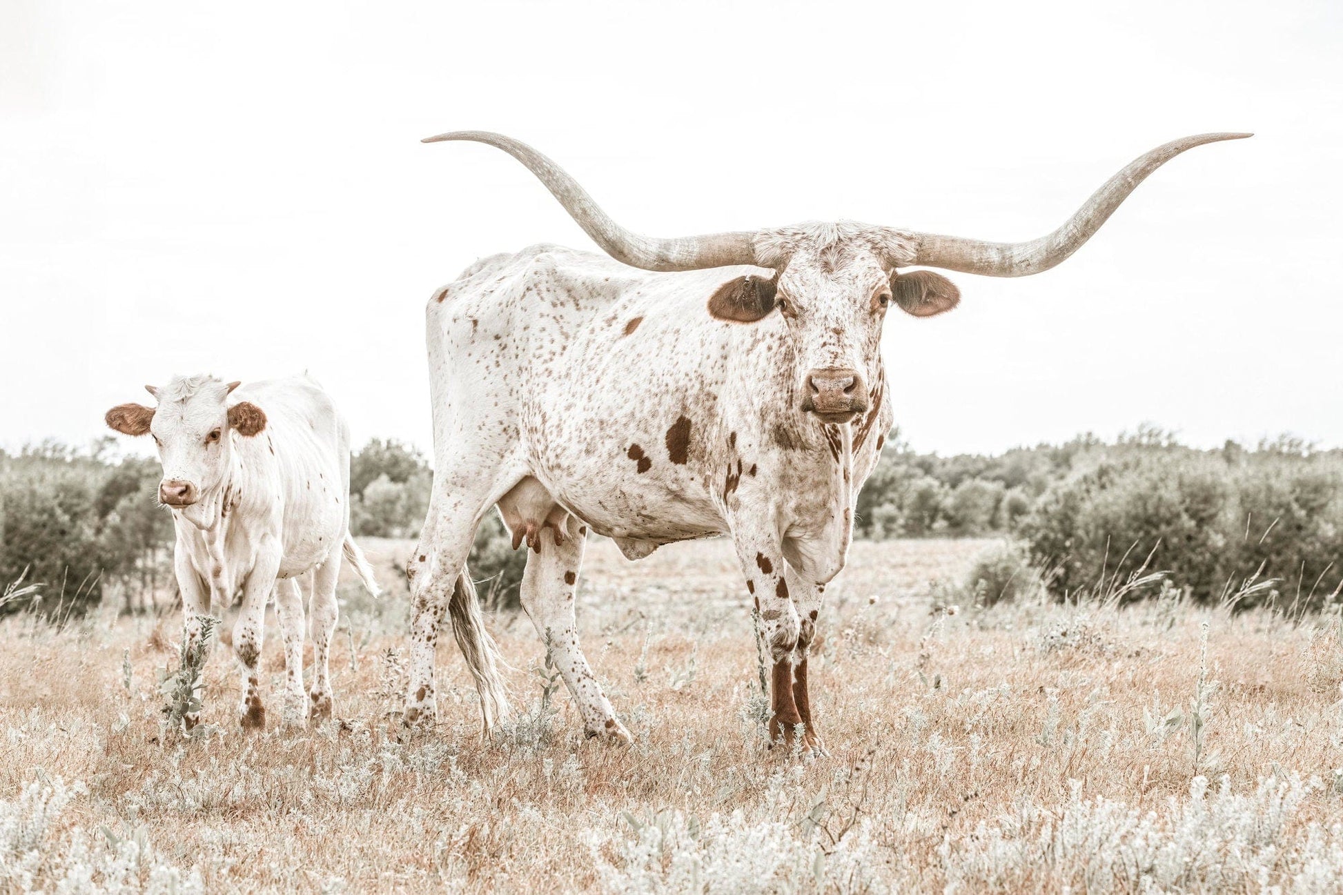 Texas Longhorn Cow & Calf Wall Art