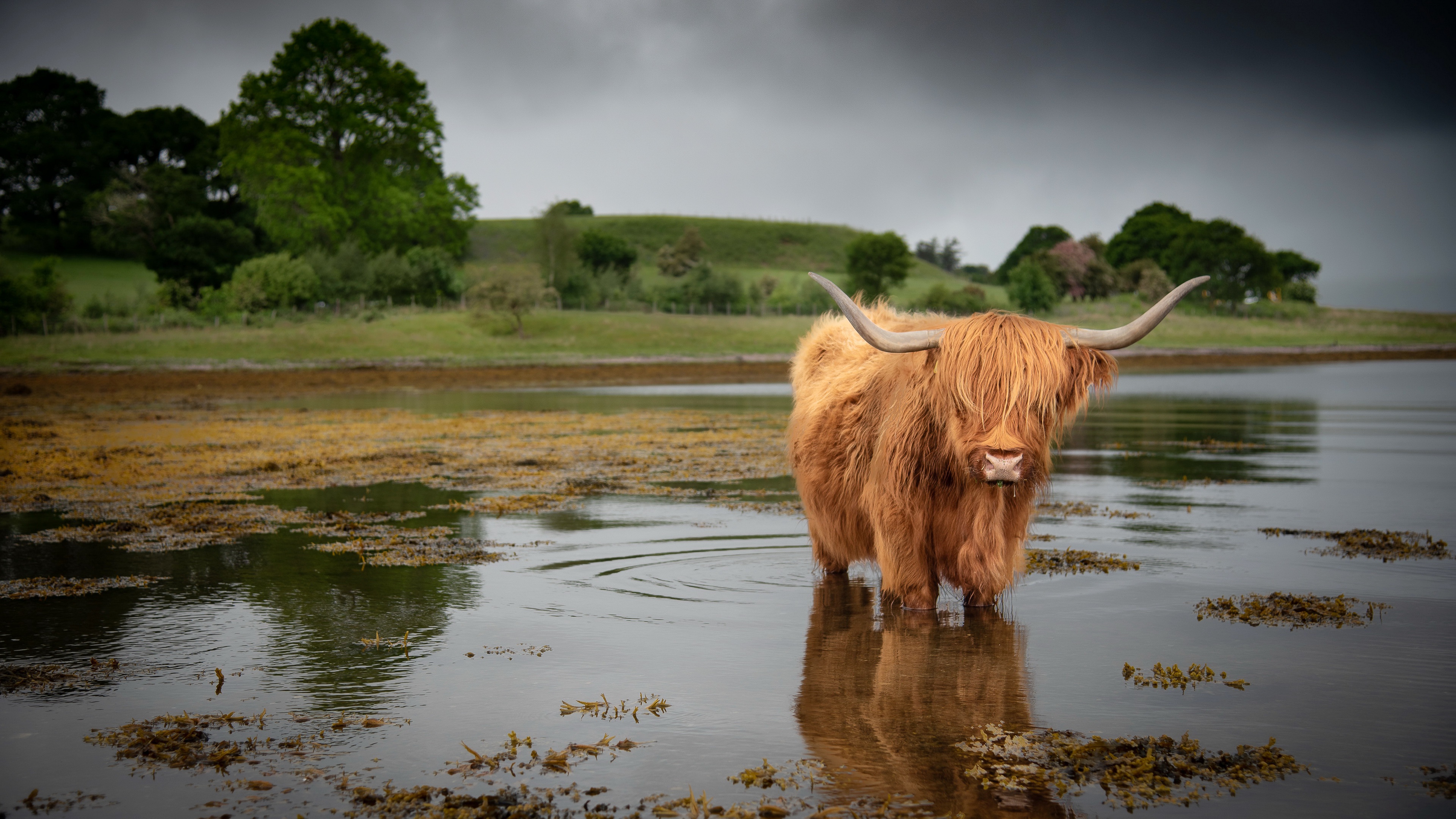 Download Cow Animal Highland Cattle 4k Ultra HD Wallpaper