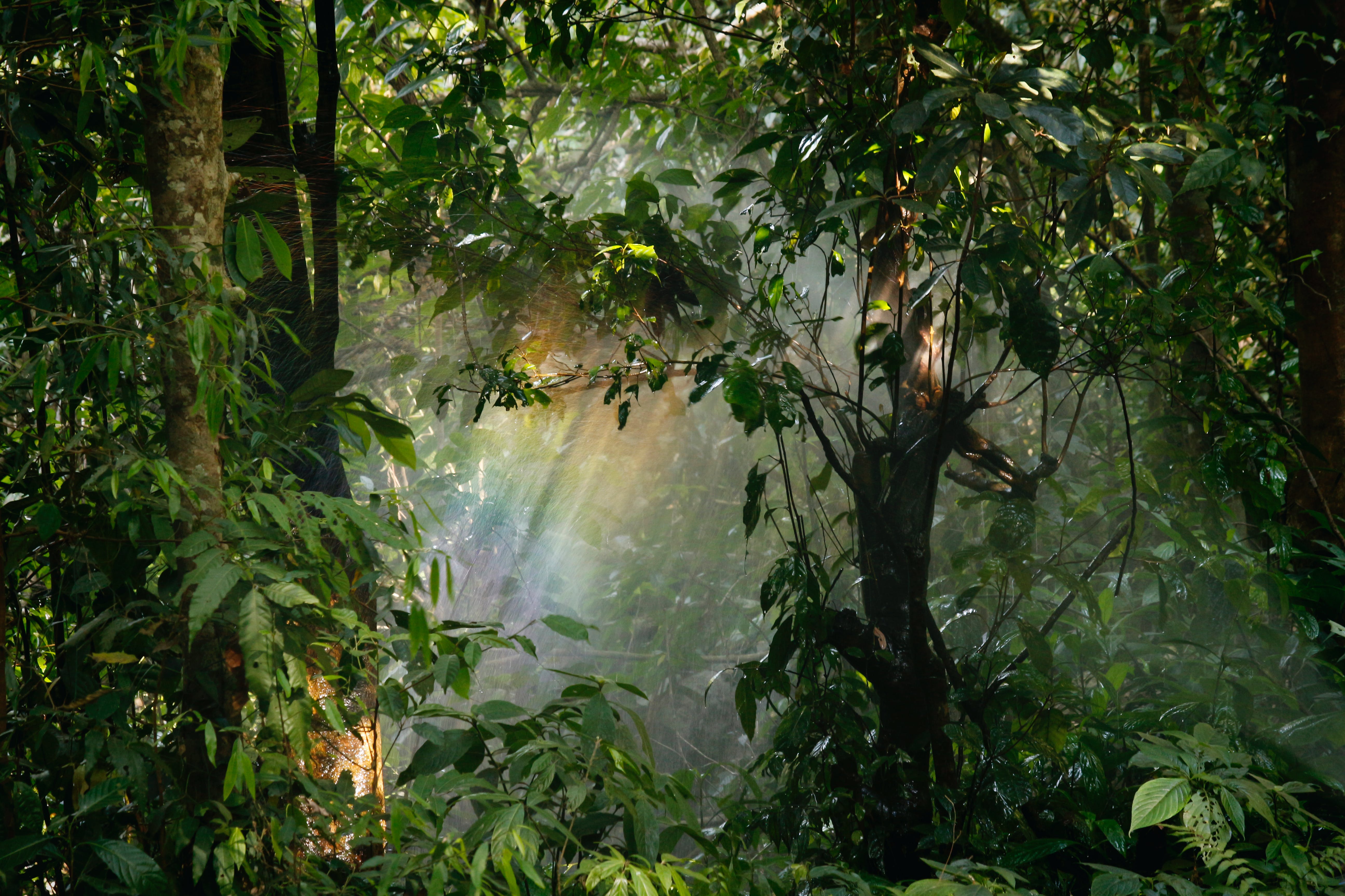 Rain Forest Photo, Download The BEST