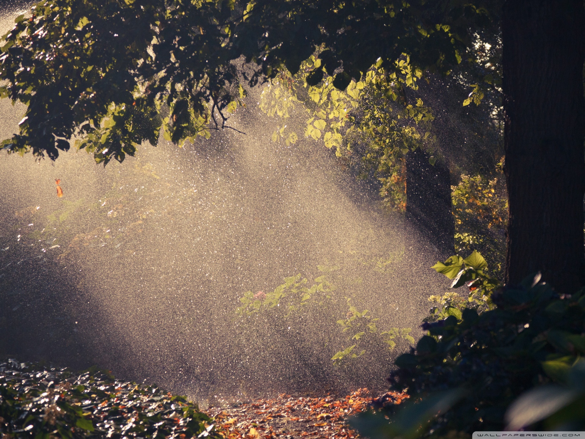 Desktop Background Wallpaper