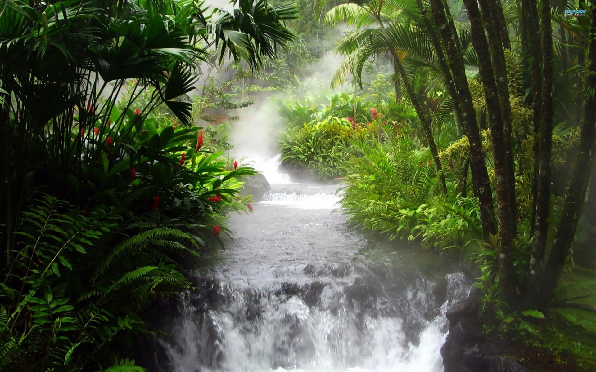 River Rain Forest wallpaper 30