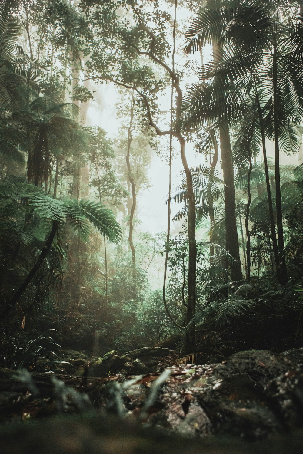 Green trees on forest during daytime