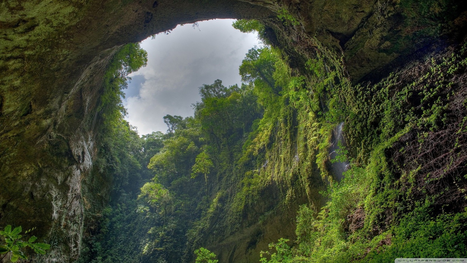 Rain Forest Ultra HD Desktop Background