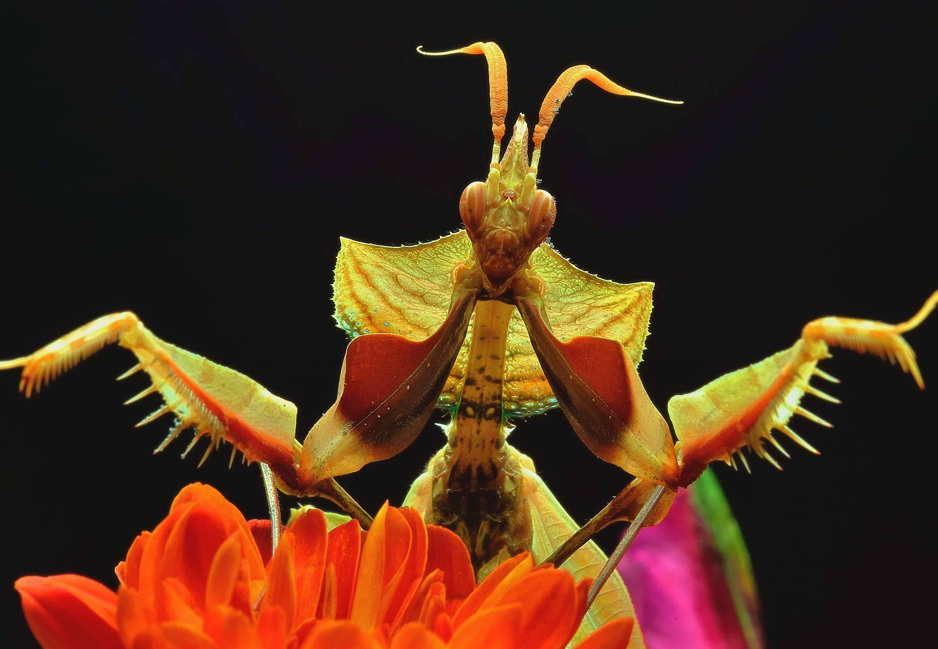 Praying Mantis Wallpaper