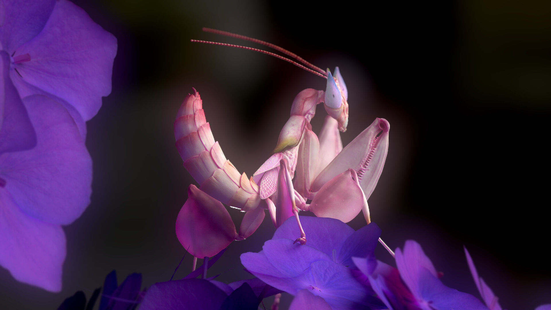 Orchid Mantis Hymenopus coronatus