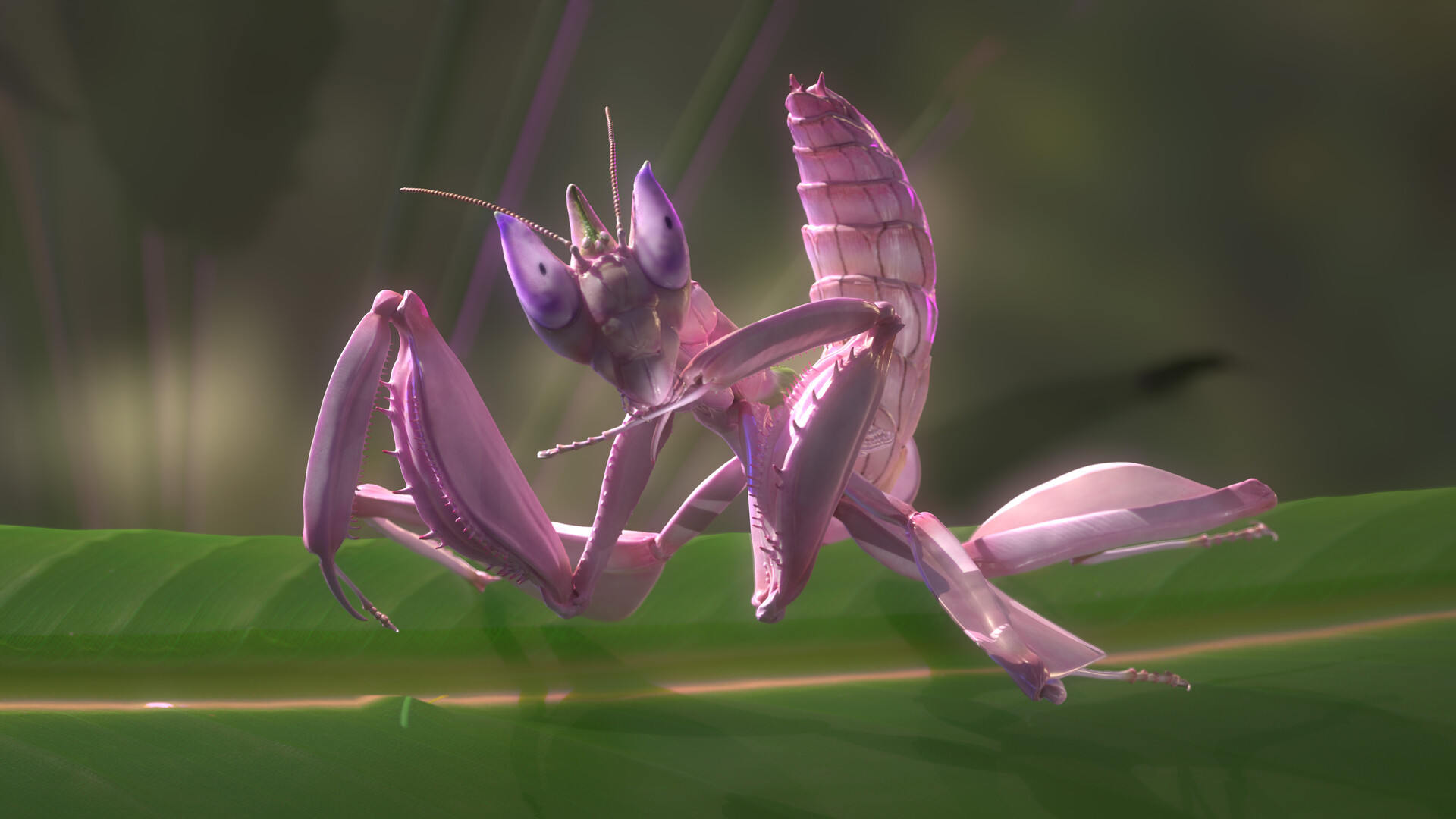 Orchid mantis, Hymenopus