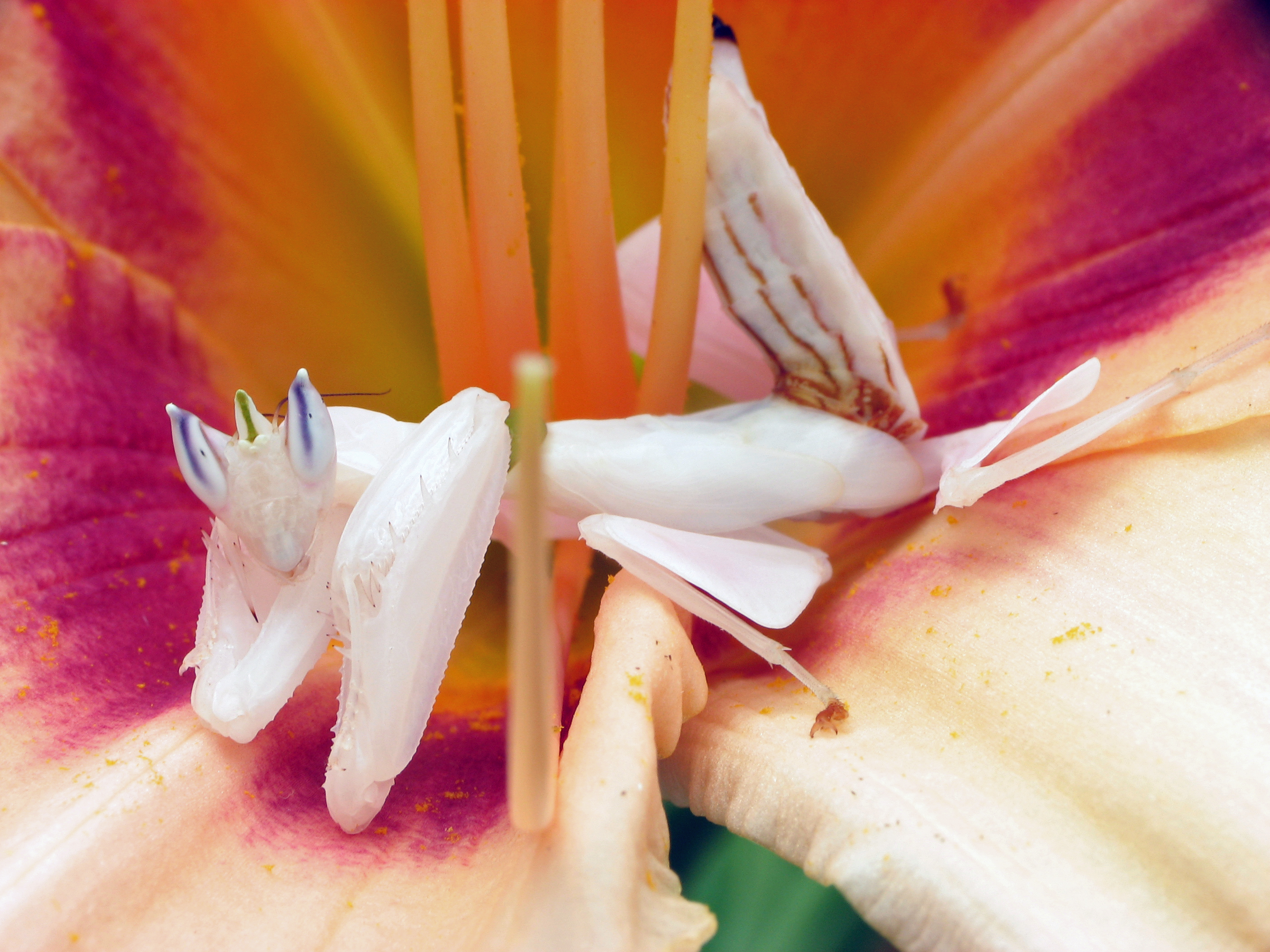 Orchid Mantis