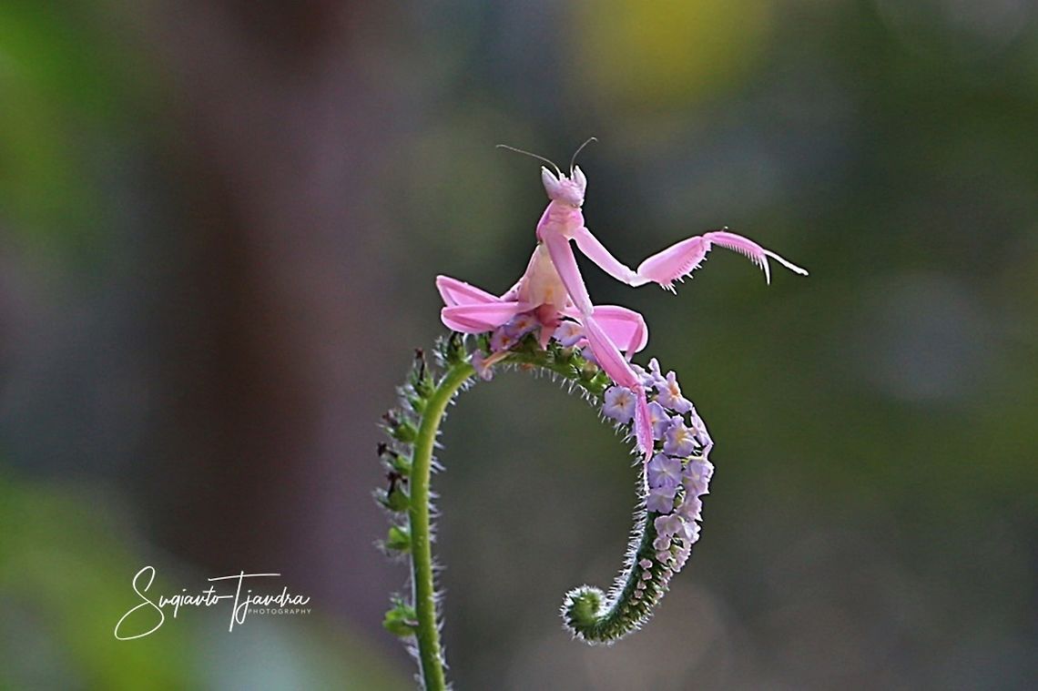 Pink Orchid Mantis, Hymenopus Coronatus