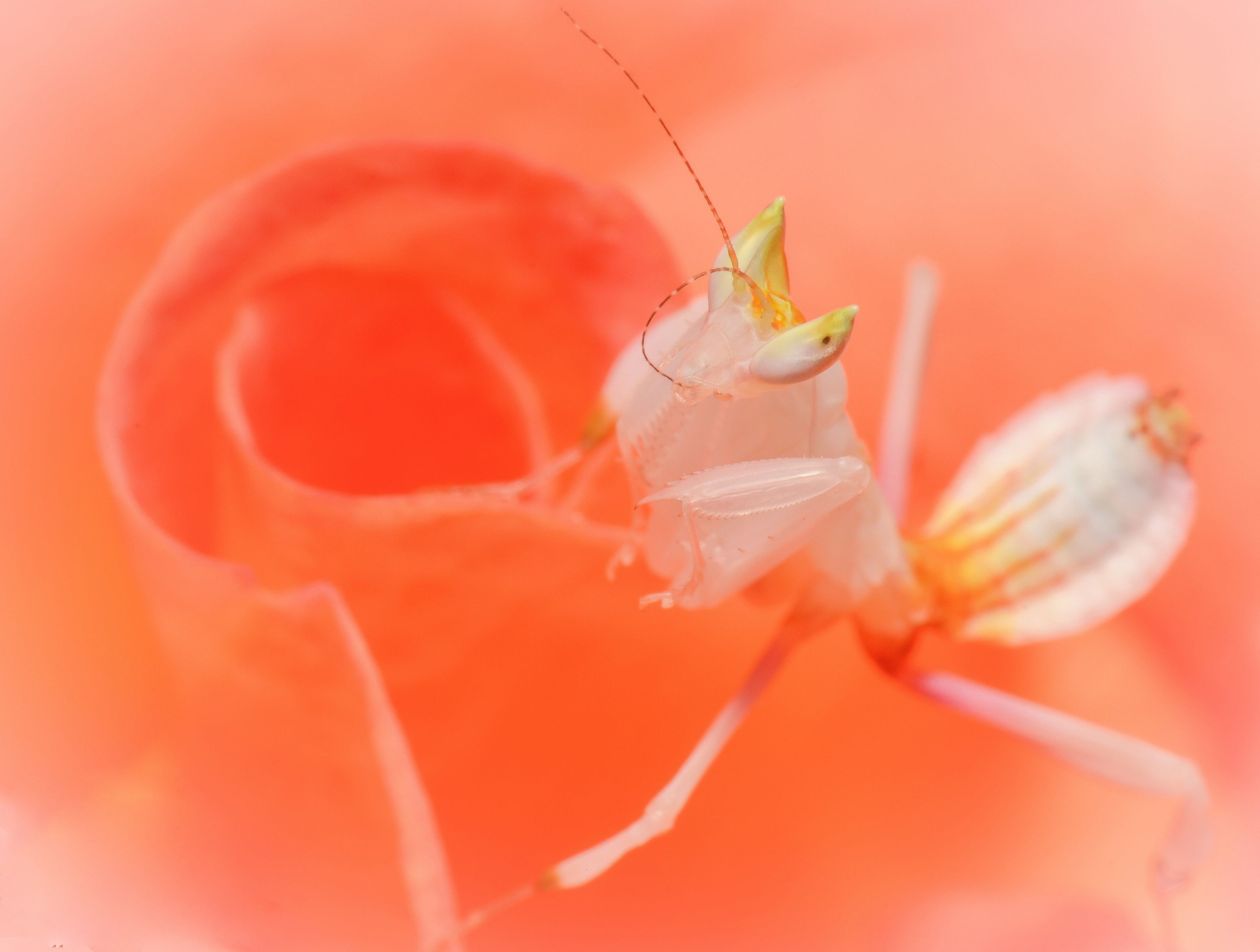 orchid mantis 4k amazing HD