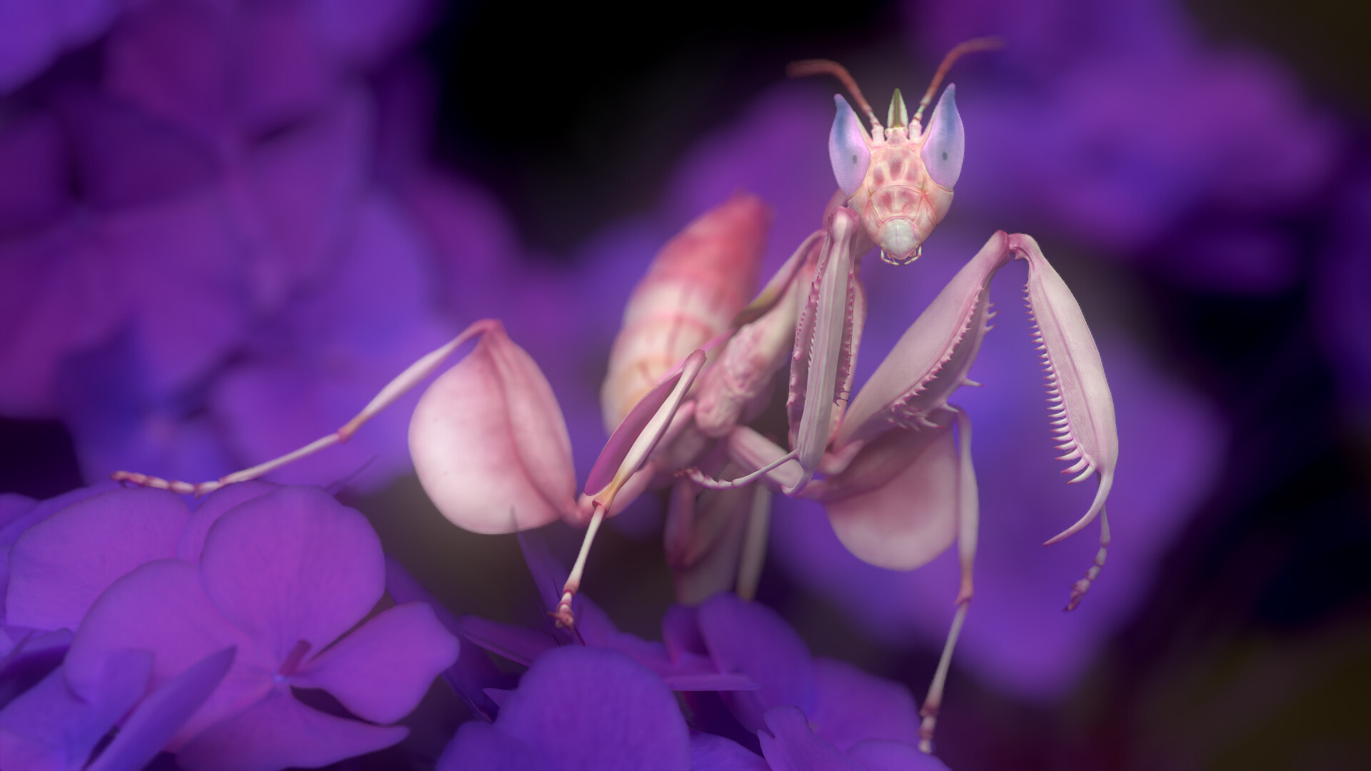 Eric Keller Mantis Hymenopus