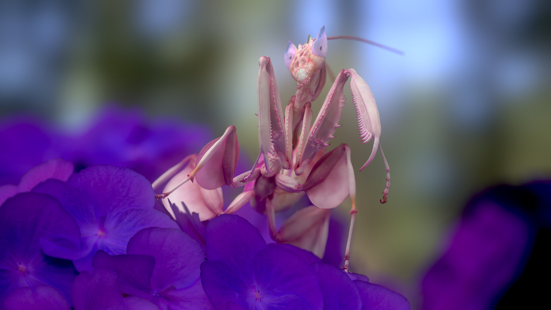 Eric Keller Mantis Hymenopus