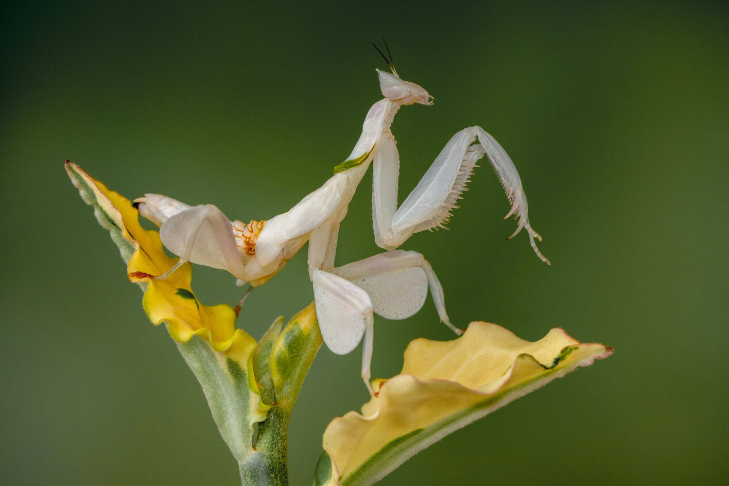 Of The Most Absurd Looking Mantis Species