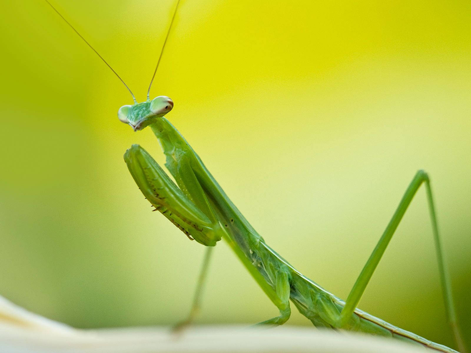 Praying Mantis Background. Wallpaper