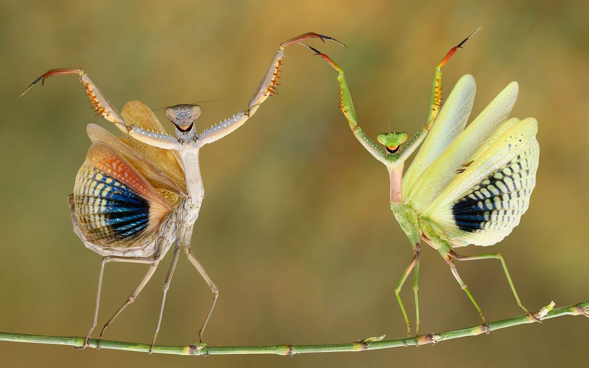 Animal Praying Mantis HD Wallpaper
