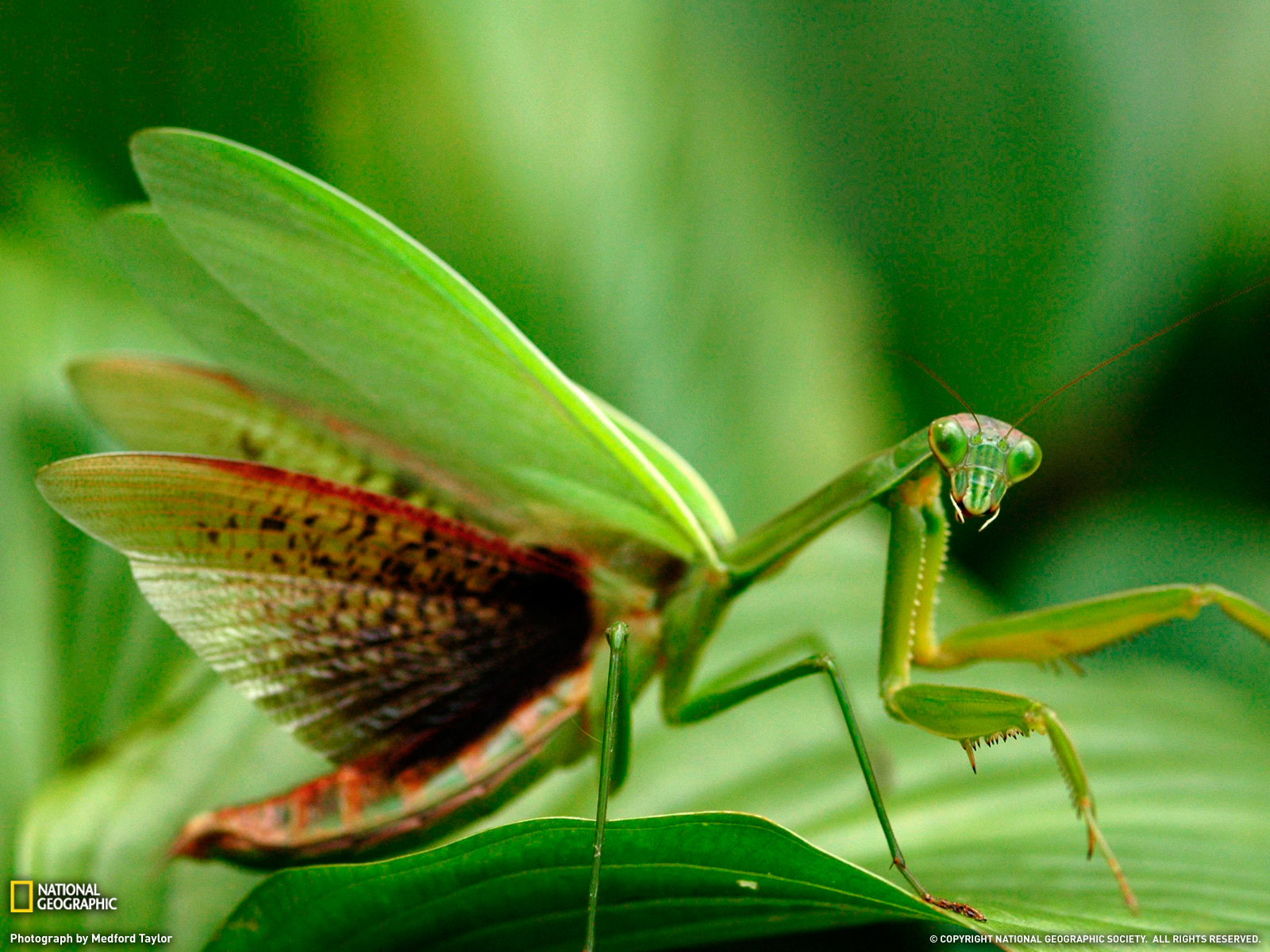Animal Praying Mantis Wallpaper
