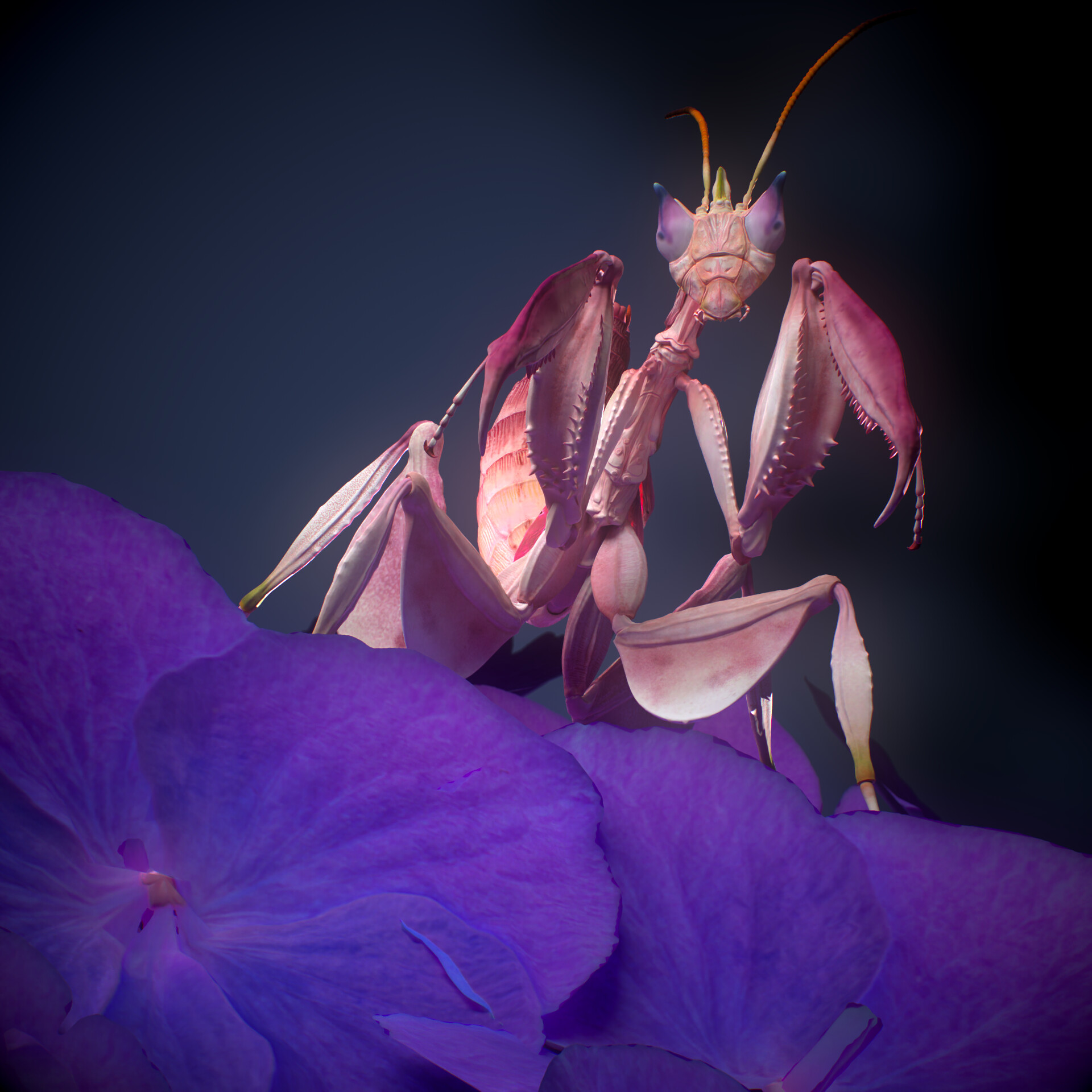 3D Orchid Mantis