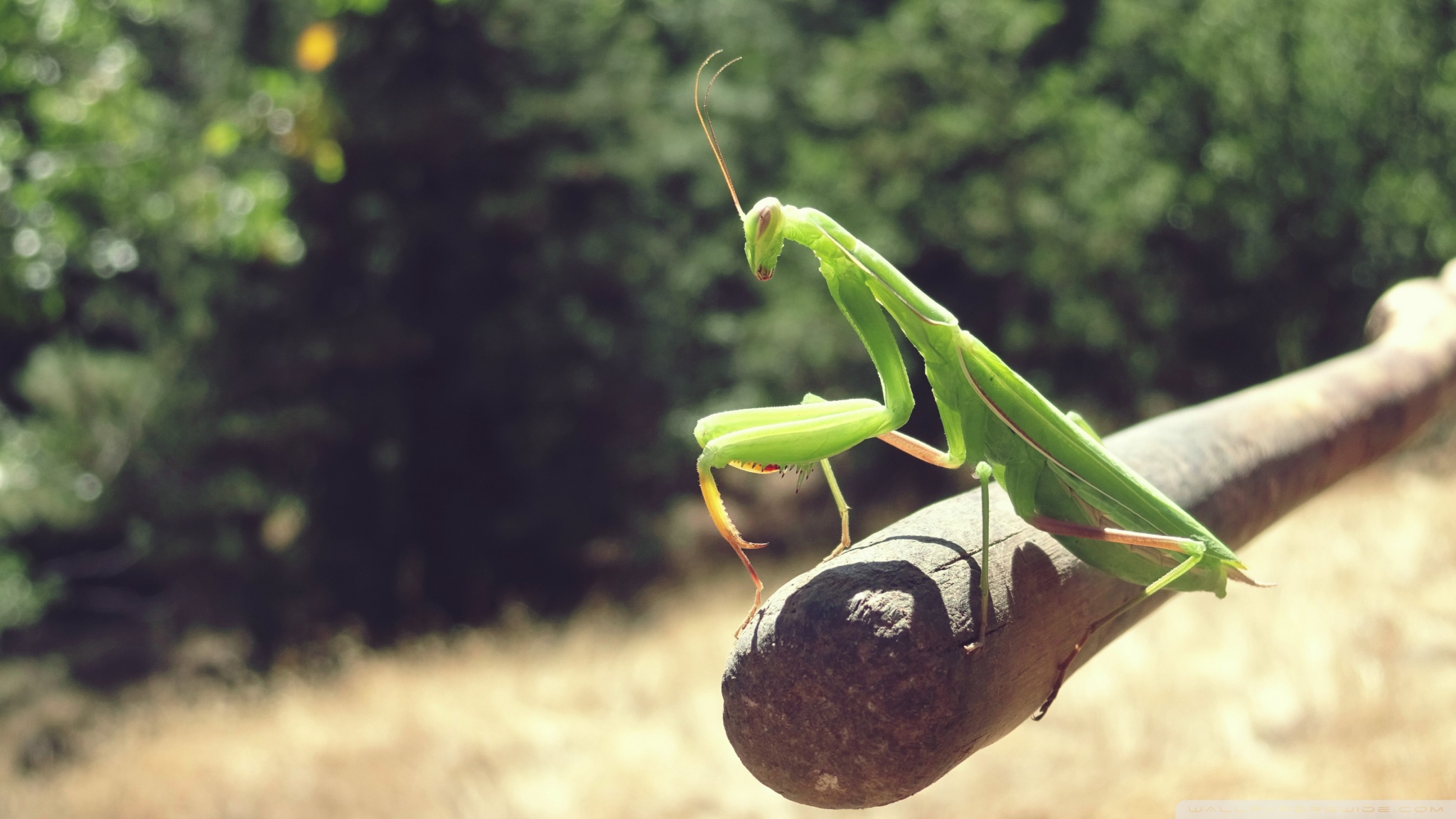 Praying Mantis Ultra HD Desktop